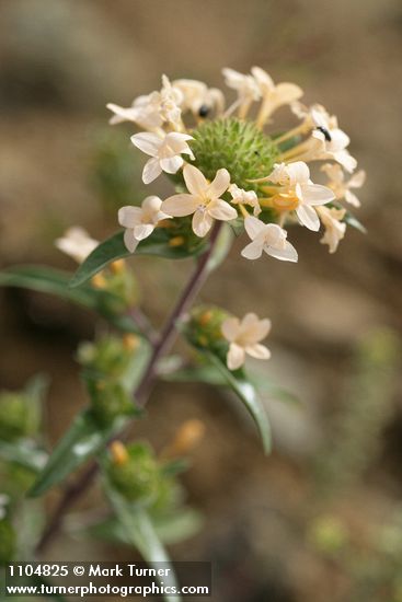 Collomia grandiflora