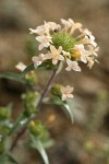 Large-flowered Collomia