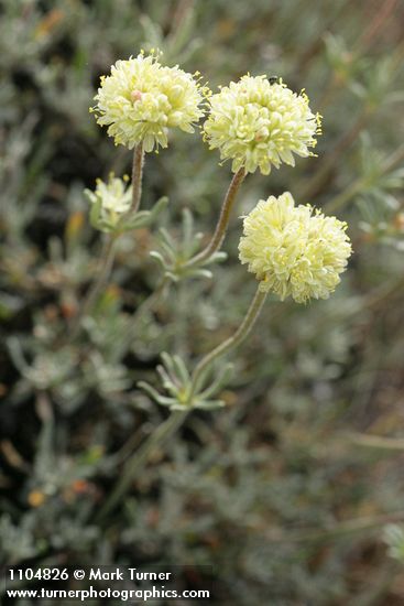 Eriogonum douglasii