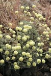 Douglas's Buckwheat