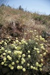 Douglas's Buckwheat