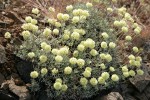 Douglas's Buckwheat