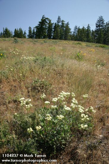 Eriogonum compositum