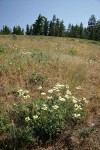 Heartleaf Buckwheat in meadow