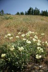 Heartleaf Buckwheat in meadow