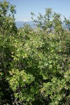 Mountain Snowberry