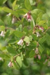 Mountain Snowberry blossoms & foliage