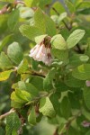 Mountain Snowberry blossoms & foliage