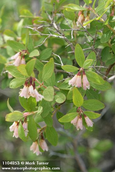Symphoricarpos oreophilus