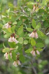 Mountain Snowberry blossoms & foliage