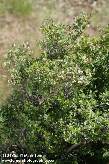 Symphoricarpos oreophilus