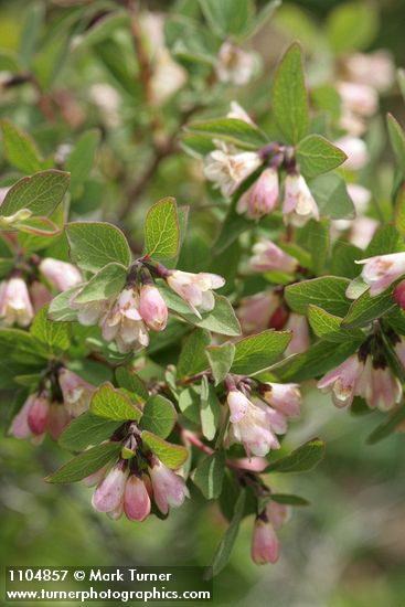 Symphoricarpos oreophilus