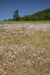 Douglas' Onions in meadow