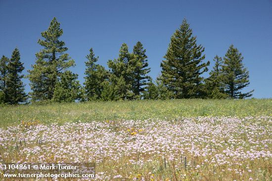 Allium douglasii; Pinus ponderosa