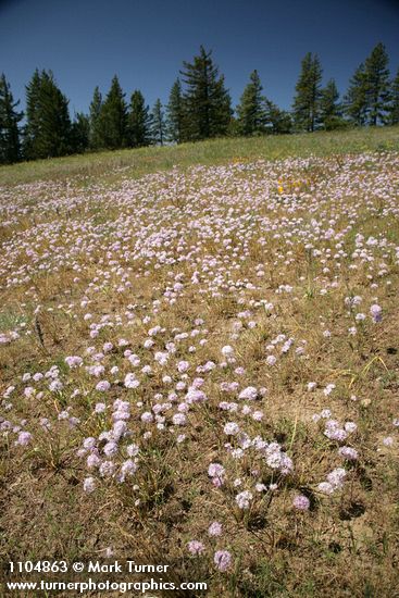 Allium douglasii; Pinus ponderosa