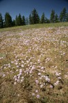 Douglas' Onions in meadow w/ Ponderosa Pines bkgnd