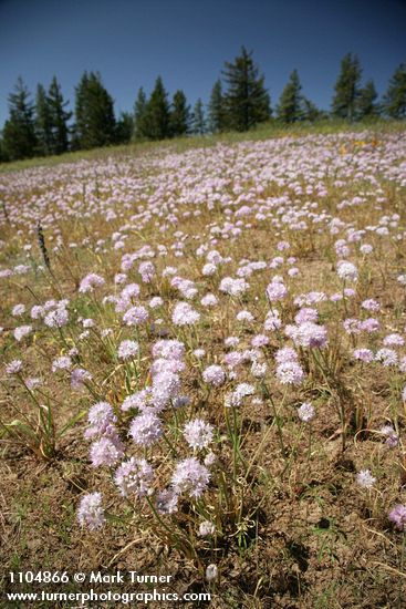 Allium douglasii; Pinus ponderosa