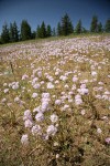 Douglas' Onions in meadow w/ Ponderosa Pines bkgnd