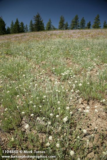 Antennaria luzuloides