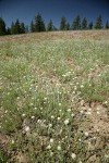 Woodrush Pussytoes in meadow