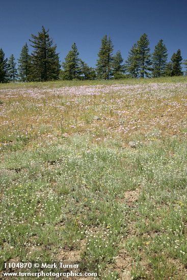 Antennaria luzuloides; Allium douglasii; Pinus ponderosa