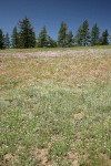 Woodrush Pussytoes, Douglas's Onions in meadow w/ Ponderosa Pines bkgnd