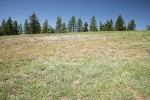 Woodrush Pussytoes, Douglas's Onions in meadow w/ Ponderosa Pines bkgnd