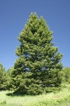 Grand Fir