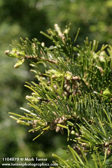 Abies grandis