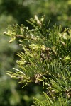 Grand Fir foliage