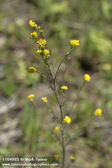 Descurainia incisa ssp. incisa