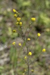 Mountain Tansymustard