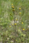 Mountain Tansymustard