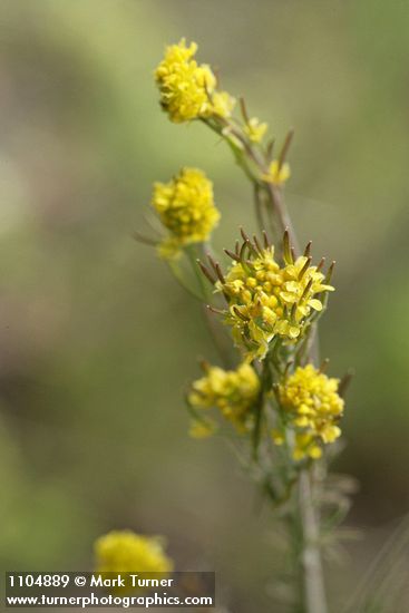 Descurainia incisa ssp. incisa