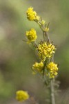 Mountain Tansymustard blossoms detail