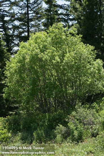 Salix scouleriana