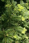 Grand Fir foliage