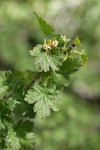 Spiny Gooseberry blossoms & foliage