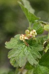 Spiny Gooseberry blossoms & foliage detail