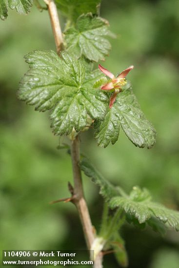 Ribes watsonianum