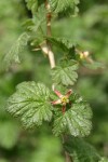 Spiny Gooseberry blossoms & foliage detail