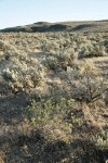 Slenderbush Buckwheat