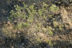 Slenderbush Buckwheat