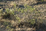 Slenderbush Buckwheat