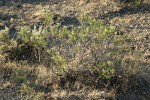 Slenderbush Buckwheat