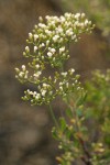 Slenderbush Buckwheat blossoms