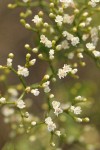 Slenderbush Buckwheat blossoms detail
