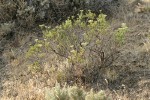 Slenderbush Buckwheat