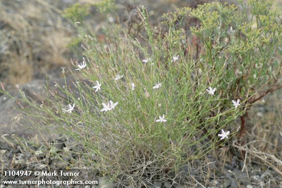 Stephanomeria tenuifolia