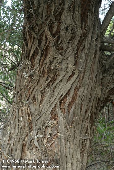 Elaeagnus angustifolia